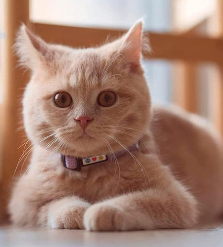 Reflective Cat Collar with Safety Buckle and Removable Bell Cat Collar Kitten Collar Cat Collar